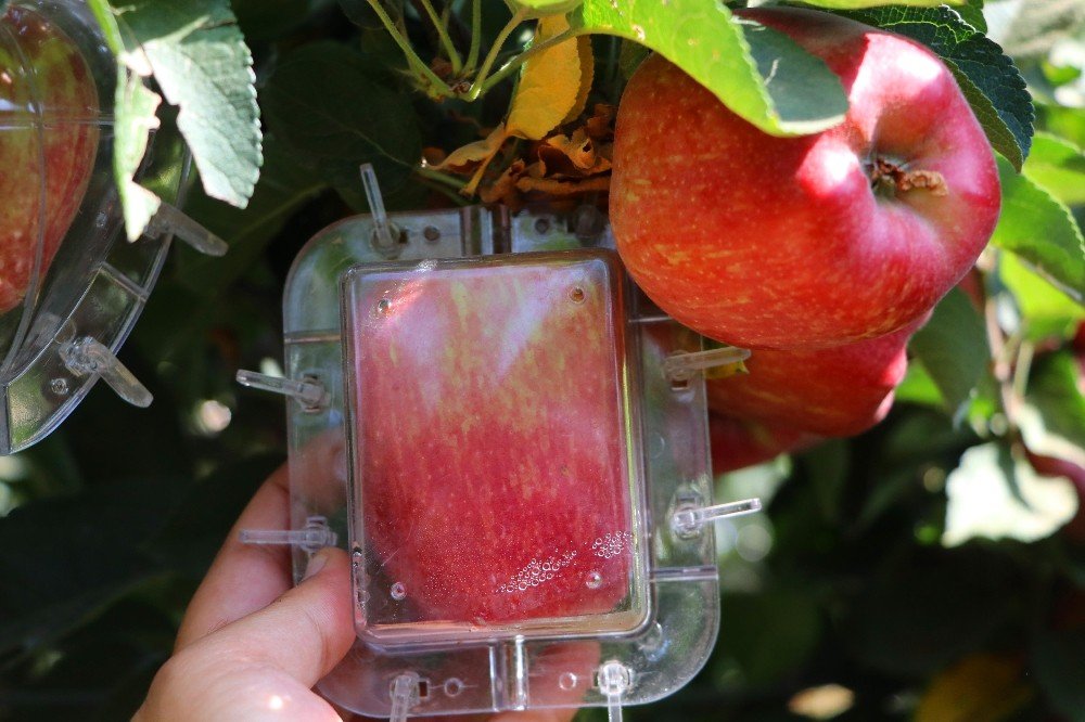 Фрутформер "Куб-яблоко" (в упаковке) 8.2x6cm "Садовин"/10