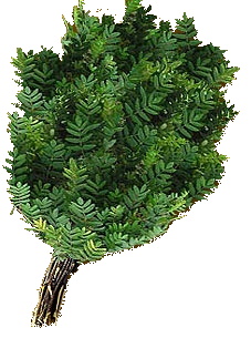 Веник рябиновый ( в упак) ТМ "Бацькина баня"/30