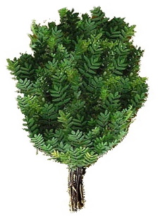 Веник рябиновый ( в упак) ТМ "Бацькина баня"/30 - изображение 2